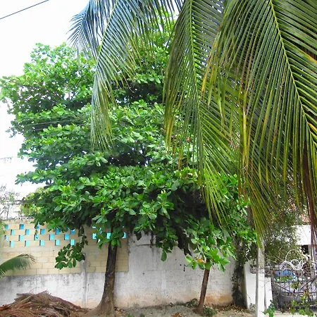 Cocos-3